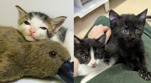 猫達
