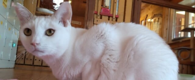 猫達の家の猫